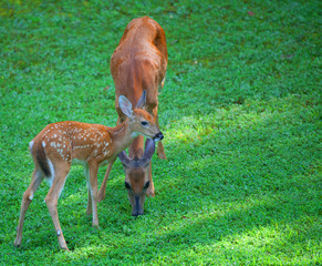 Shared meal