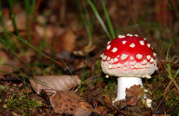 Red toadstool growing in the forest