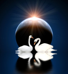 Two swans