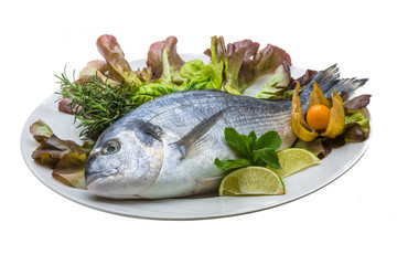 Fresh raw dorada