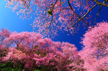 Full Bloom Cherry Blossom with Blue Sky Background - 58735554