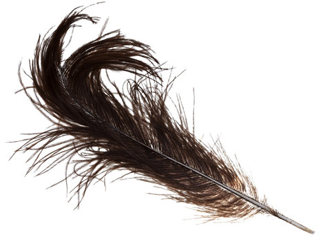bird feather