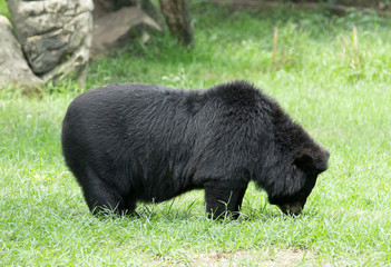 bear