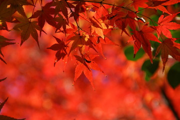 赤いもみじ