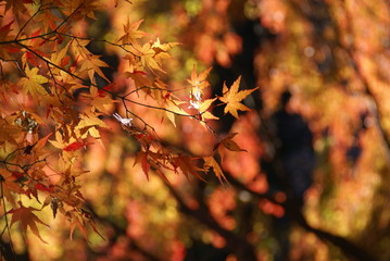 色づくもみじの葉