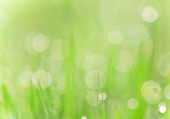 Fototapeta premium Green grass texture with water drops.