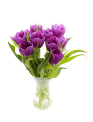 Purple Dutch tulips in vase over white background
