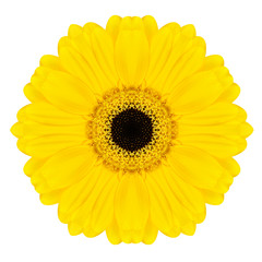 Yellow Concentric Gerbera Flower Isolated on White. Mandala