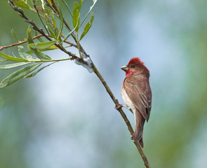 Common Rosefinch on the branch