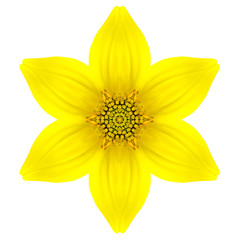 Yellow Concentric Star Flower Isolated on White. Mandala