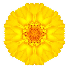 Yellow Concentric Daisy Flower Isolated on White. Mandala