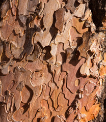 Pine tree trunk bark detail in Grand Canyon Arizona