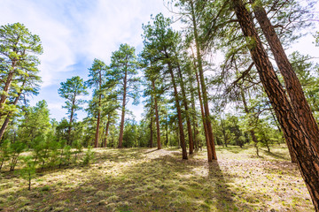 Pine tree forest in Grand Canyon Arizona