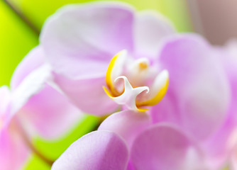 beautiful purple orchid flower