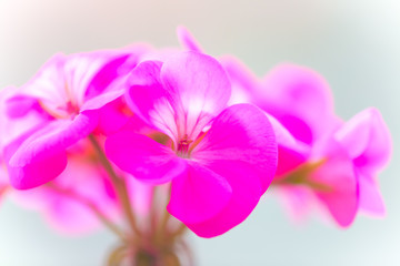 Fototapeta na wymiar beautiful purple muscatel flower
