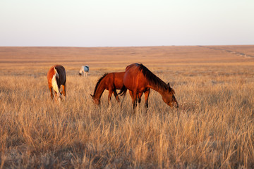 Obraz premium Horses grazing in pasture