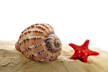 Shell  with starfish in the sand isolated on white