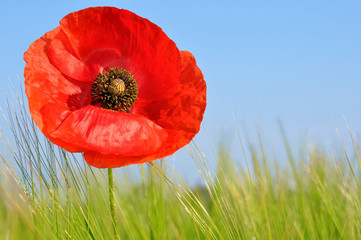 red poppy growing in wheat field