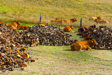 Firewood