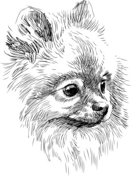 portrait of cute dog