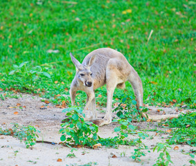 Red kangaroo and bennet's wallaby