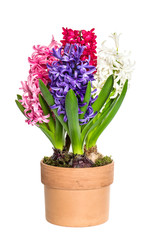 pink, white,blue hyacinth flower in pot