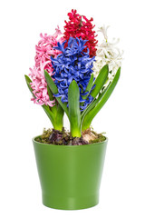 pink, white, blue hyacinth flower in green pot on white