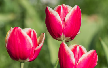 Naklejka premium Red tulips