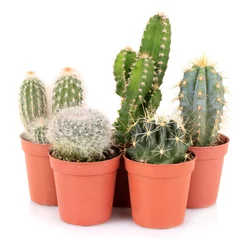 Fotobehang Cactus in pot Verzameling van cactussen, geïsoleerd op wit