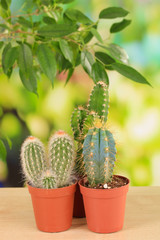 Collection of cactuses, on natural background