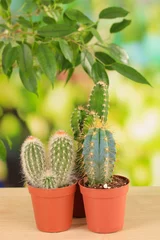 Zelfklevend Fotobehang Cactus in pot Collection of cactuses, on natural background