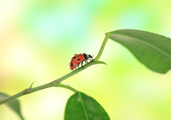 Beautiful ladybird on green plant