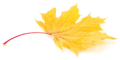 Yellow maple leaf isolated on white