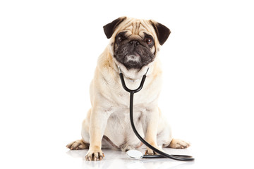 pug dog isolated on white background doctor