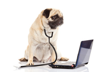 pug dog isolated on white background doctor