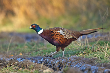 Common Pheasant (Phasianus colchicus)