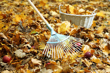 Obraz premium Cleaning of autumn leaves in park