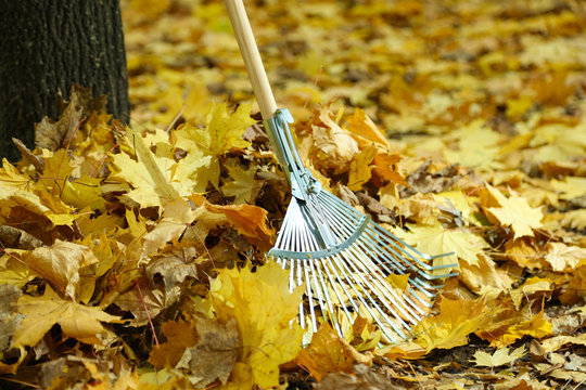 Cleaning of autumn leaves in park