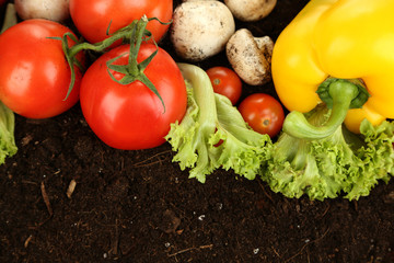 Vegetables on ground close-up