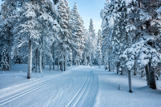 Ski Track In Forest