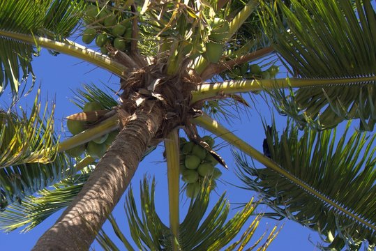 Kokosn&uuml;sse Palmen Strand