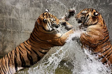 Acrylic prints Tiger Tiger Battle