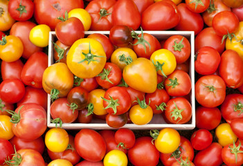 A lot kinds of tomatoes