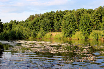 landscape with river and nice forest