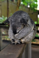 Adult koala sleeping while sitting on railings