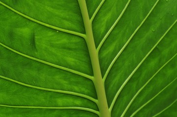 Delicate patter of large green leaf