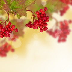 Berries of red viburnum. Autumn background.