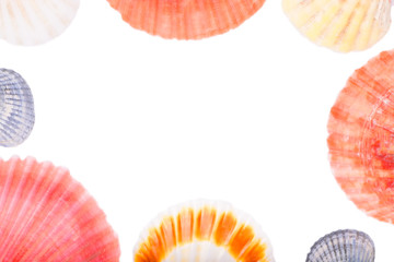 Sea shells