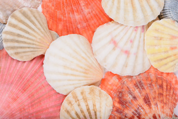 Sea shells