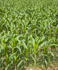 Fototapeta premium Green corn field in Thailand.